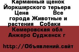 Карманный щенок Йоркширского терьера › Цена ­ 30 000 - Все города Животные и растения » Собаки   . Кемеровская обл.,Анжеро-Судженск г.